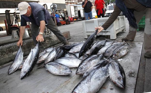 El precio medio del bonito en lonja ha sido de 3,95 euros el kilo.