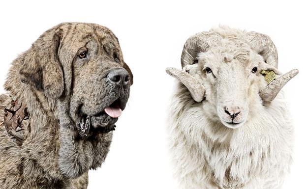 Los animales fueron retratados con un estudio móvil y sobre un fondo blanco.