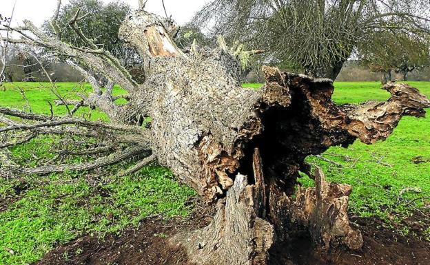 Las plagas que sufren las encinas del campo salmantino y extremeño ponen en peligro el futuro de las dehesas.