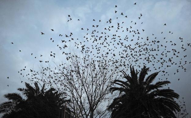 Las molestas aves ya se dejan notar en zonas arboladas. / F. GÓMEZ