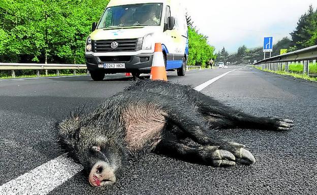 Más de 300 jabalíes mueren cada año atropellados en Álava. /E. C.
