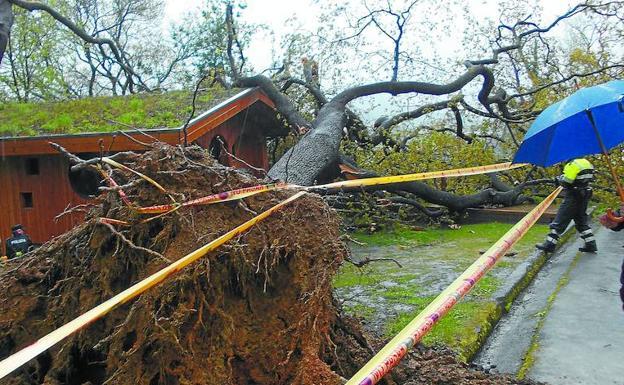 El árbol de 15 metros que cayó sobre el niño de 5 años en el Parque Kutxa Ekogune de Donostia. /BOMBEROS SS