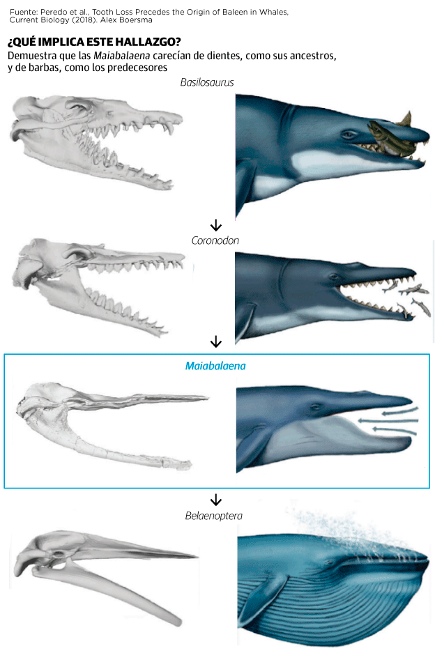 Estructura De Una Ballena