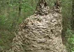 Fotografía de la gigantesca colmena. / RC/