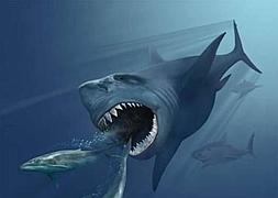 Ilustración de un megalodón persiguiendo dos ballenas. / Wikimediacommon/