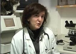 La veterinaria Ana Barajuan explica que los perros buscan escapar del estruendo, pero no saben hacia dónde ir./