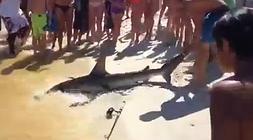 El tiburón, en la playa./ Youtube/