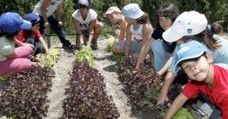 Un grupo de niños limpia las malas hierbas, riega y estudia el crecimiento de unas lechugas. / REPORTAJE GRÁFICO: RAFAEL LAFUENTE/