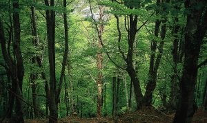 Un ex alto cargo del PNV preside el grupo forestal que recibió 1,5 millones