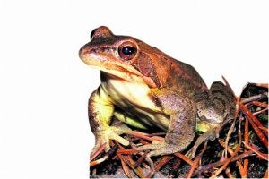 Este anfibio está incluido en el Catálogo Vasco de Especies Amenazas de la Fauna y Flora Silvestre y Marina. ::
AYUNTAMIENTO./