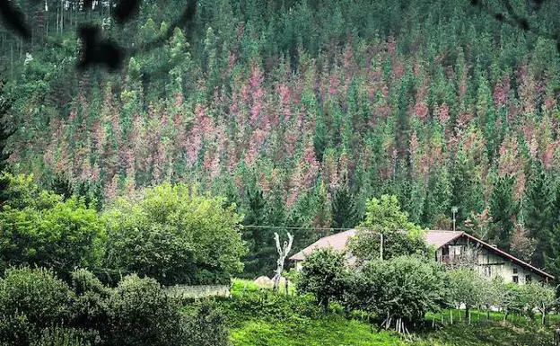 Vista de un pinar cerca de Morga afectado por los hongos. Los árboles empiezan a coger un tono rojizo al mismo tiempo que se van secando. /Jordi Alemany