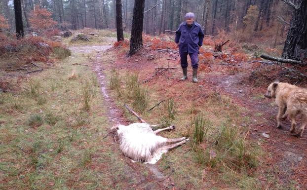 Alertan Del Aumento De Ataques De Perros A Ovejas En Los Montes De Orozko El Correo