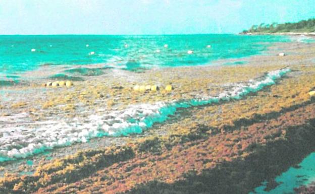 Así se encontró la familia bilbaína la playa donde pasó sus vacaciones. /el correo