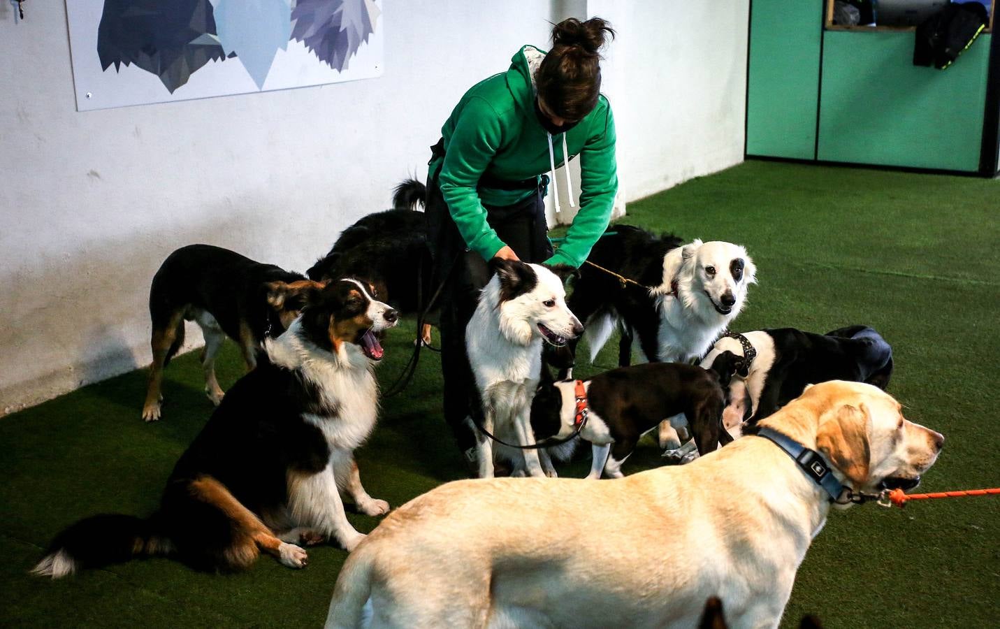 Fotos: Así es una guardería canina en Bilbao | El Correo
