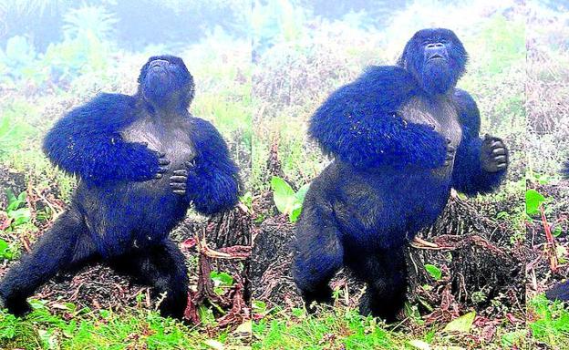 Secuencia de un macho golpeándose el pecho. /Jordi Galbany / Fundación Dian Fossey para los gorilas