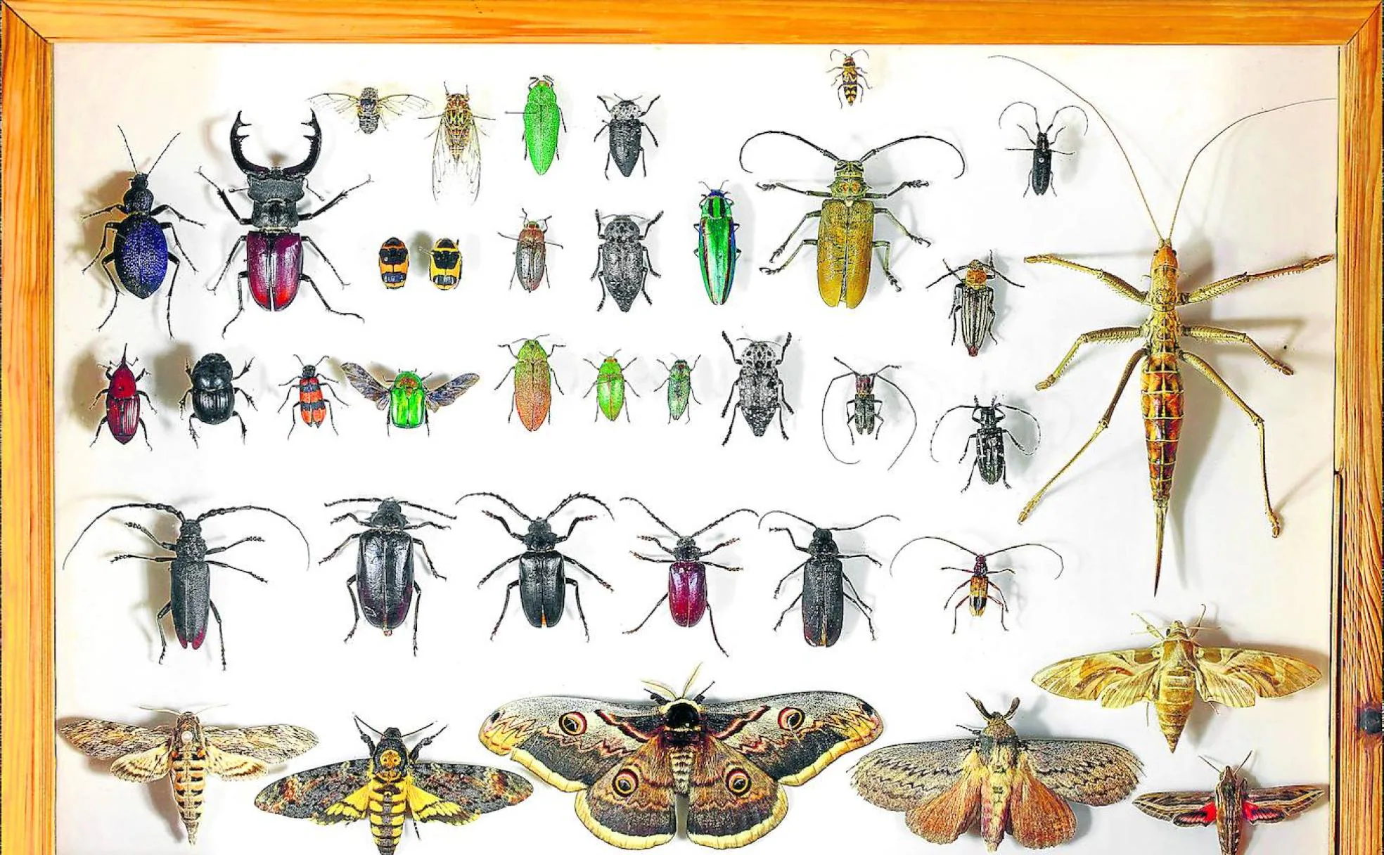 Por qué cada vez hay menos insectos? | El Correo