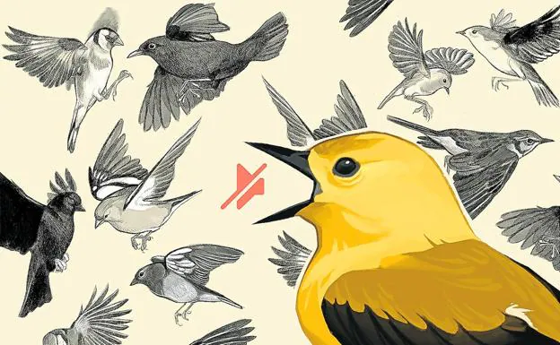Los trinos van a menos, ¿cómo repercute el canto de los pájaros en la salud?