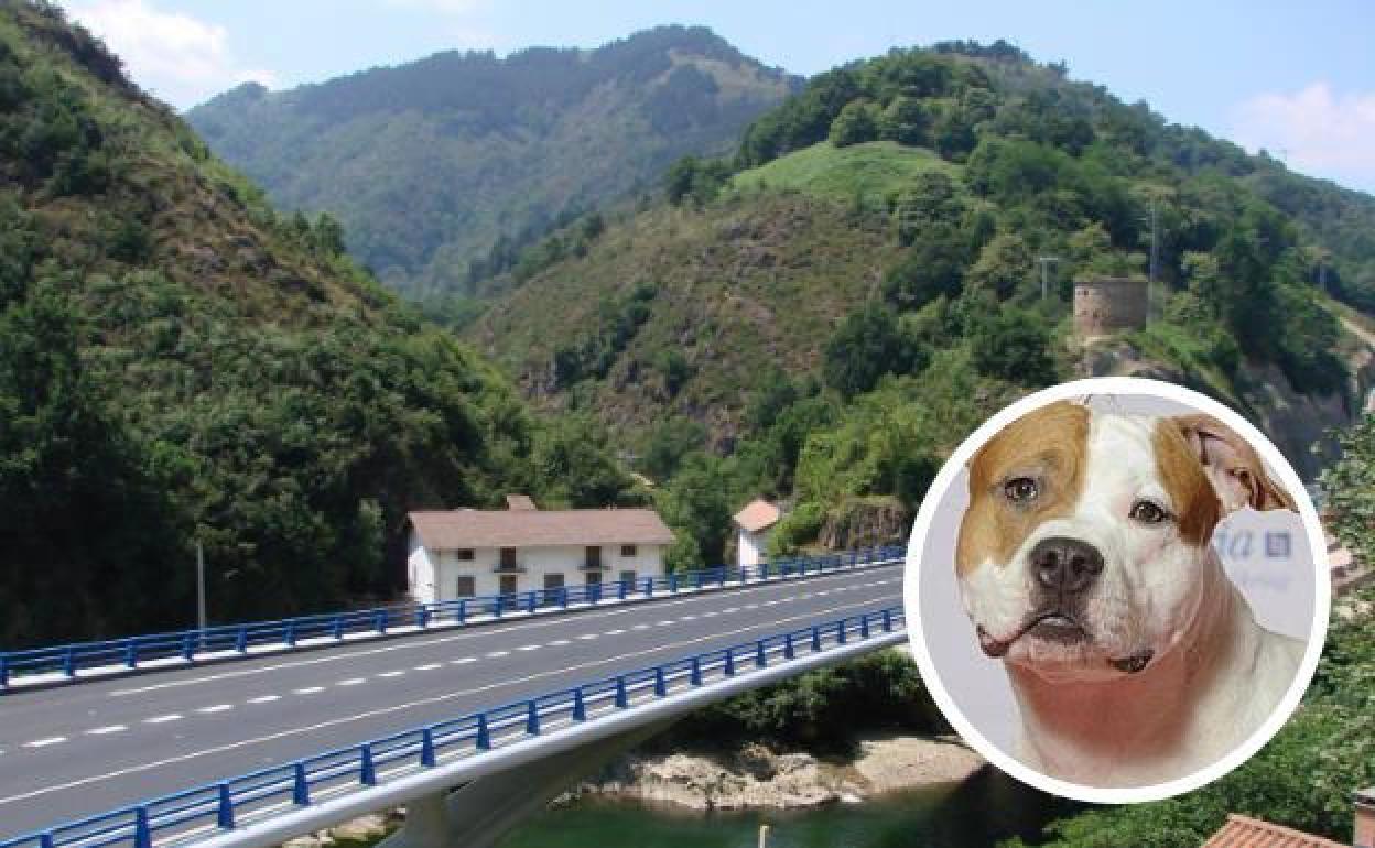 La zona del viaducto de Endarlatsa en la que la joven fue atacada por un perro American Stafford, de la misma raza que el de la foto./