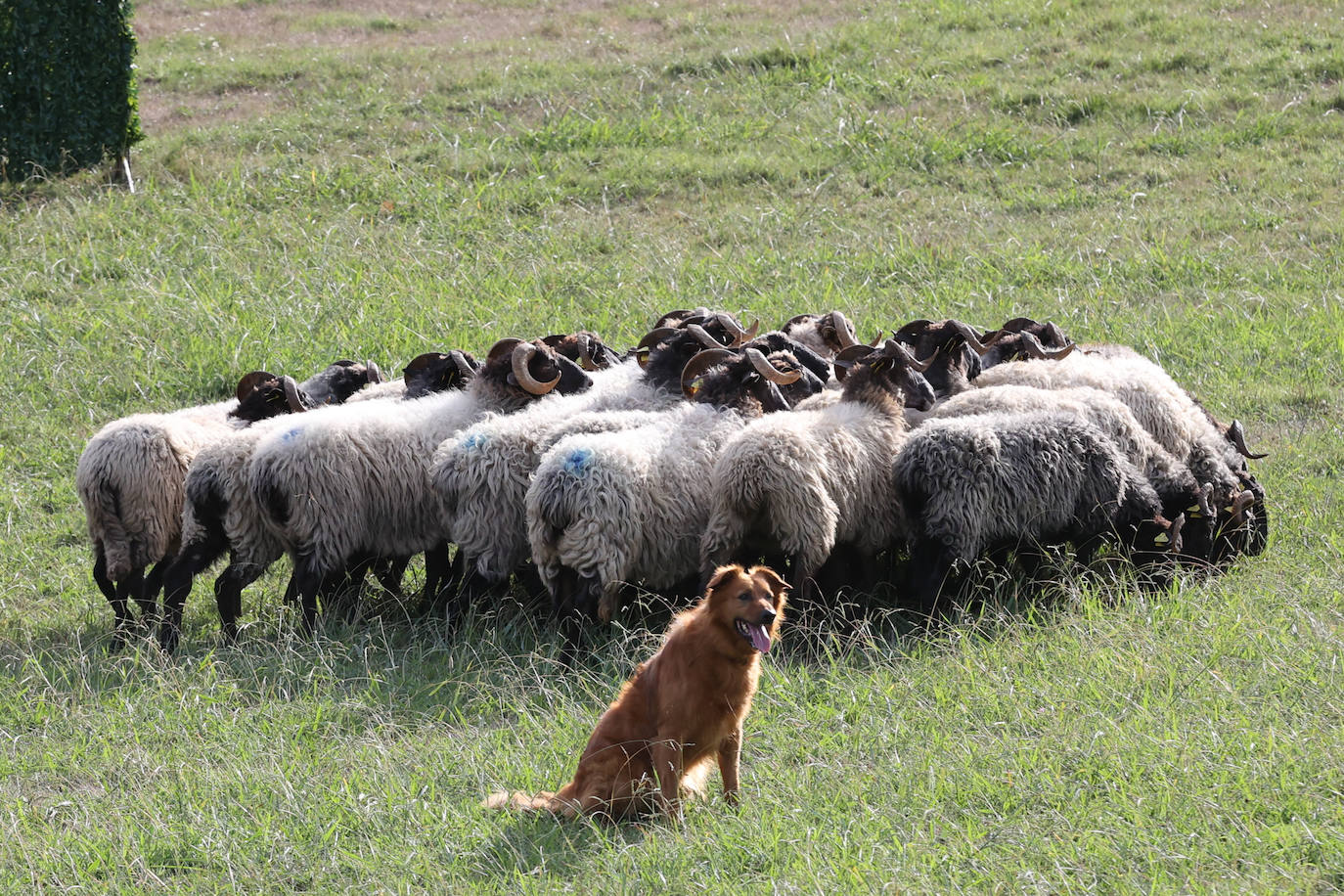 Fotos: Campeonato de Euskadi de perros pastores | El Correo