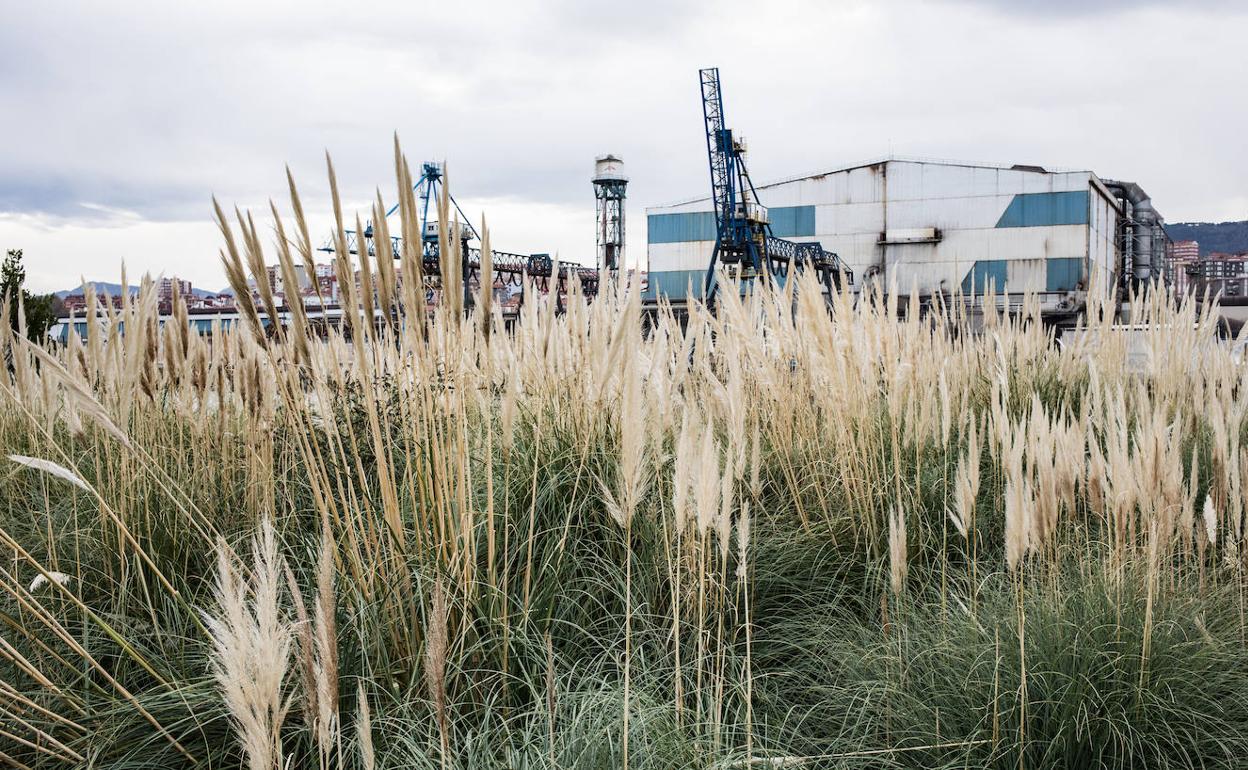 Ejemplares de 'Cortaderia selloana' en Leioa, cerca de la ría. /p. nieto