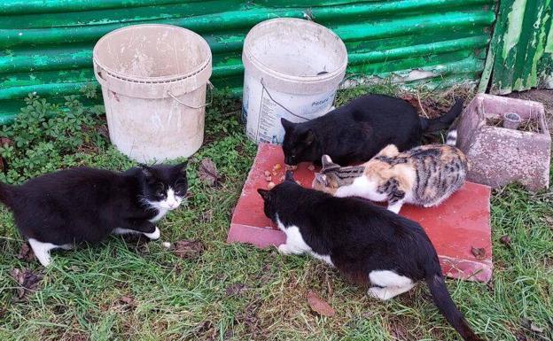envenenados una treintena gatos callejeros en un Álava | El Correo